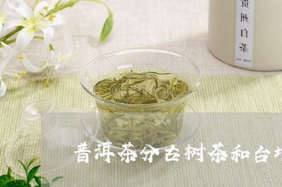 普洱茶分古树茶和台地/2023062223749