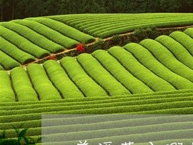 普洱茶分哪些品牌茶叶的/2023082969515