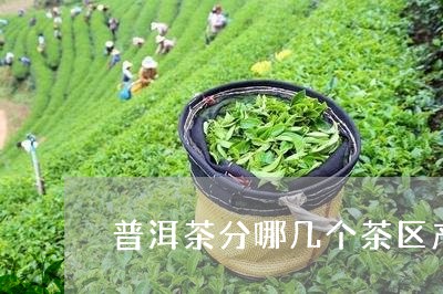 普洱茶分哪几个茶区产地/2023112846039