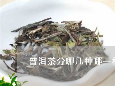 普洱茶分哪几种哪一种好/2023082956040