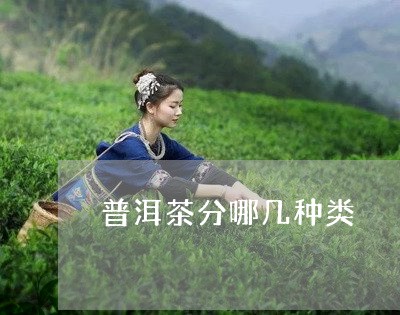 普洱茶分哪几种类/2023121615159