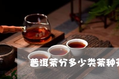 普洱茶分多少类茶种茶/2023082969371