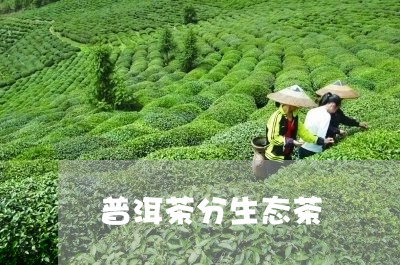 普洱茶分生态茶/2023112673958