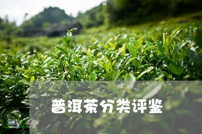 普洱茶分类评鉴/2023101698560