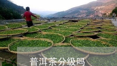 普洱茶分级吗/2023042727368