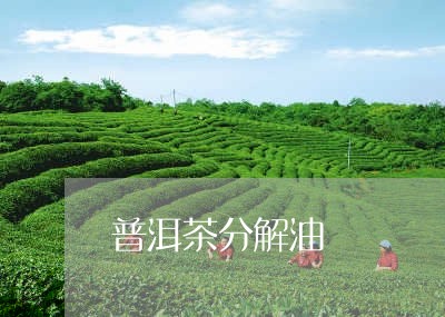 普洱茶分解油/2023042752204