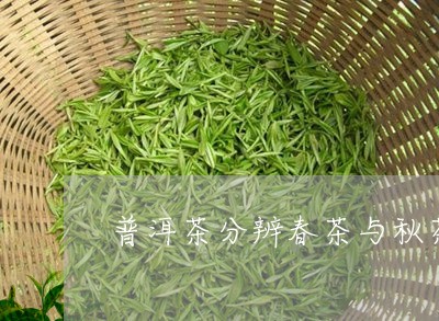 普洱茶分辨春茶与秋茶哪个好/2023052970503