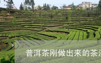 普洱茶刚做出来的茶没有香味/2023082628492