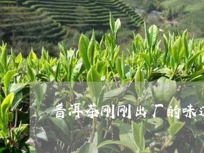 普洱茶刚刚出厂的味道/2023072403819