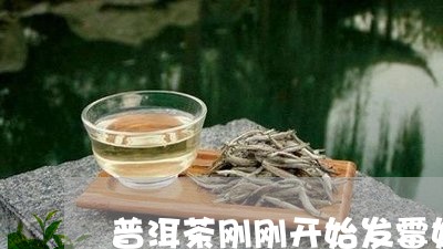 普洱茶刚刚开始发霉如何处理/2023052797283