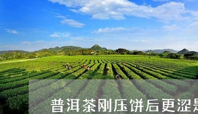 普洱茶刚压饼后更涩是什么原因/2023102543805