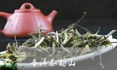 普洱茶初山/2023090660401