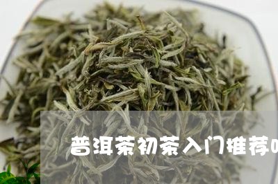 普洱茶初茶入门推荐吗/2023082993816