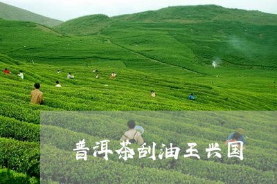 普洱茶刮油王兴国/2023080314167