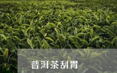 普洱茶刮胃/2023090665926