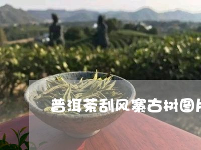 普洱茶刮风寨古树图片/2023093003937