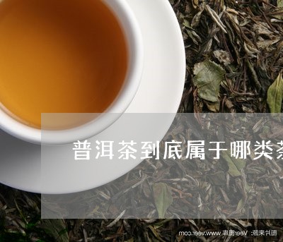 普洱茶到底属于哪类茶/2023080260795