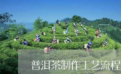 普洱茶制作工艺流程图纸/2023082986380