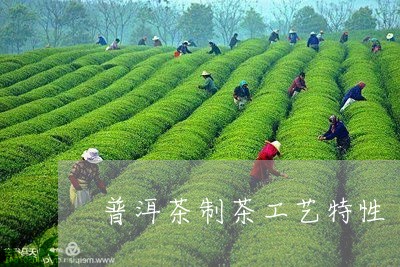 普洱茶制茶工艺特性/2023070998360