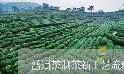 普洱茶制茶新工艺流程/2023110370718