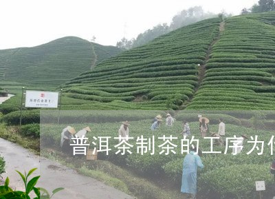 普洱茶制茶的工序为什么不同/2023082943847