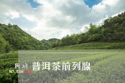 普洱茶前列腺/2023042913178