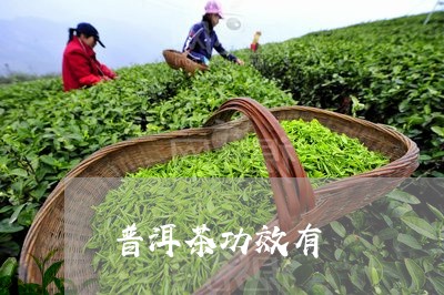 普洱茶功效有/2023042907425