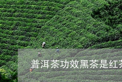 普洱茶功效黑茶是红茶/2023080399170