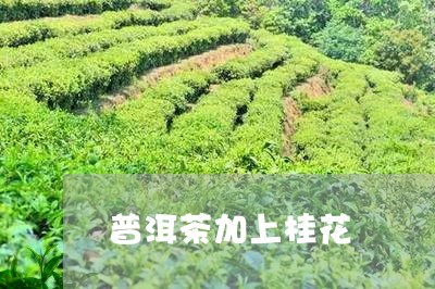 普洱茶加上桂花/2023101671827