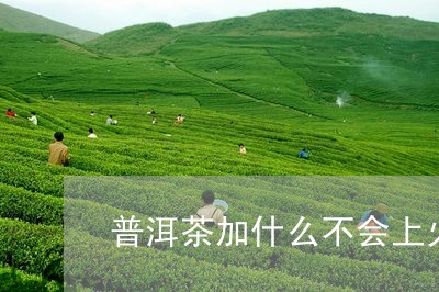 普洱茶加什么不会上火/2023062934158