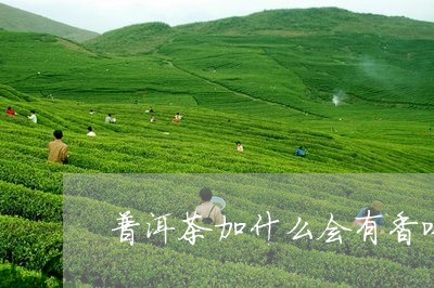 普洱茶加什么会有香味/2023080284039