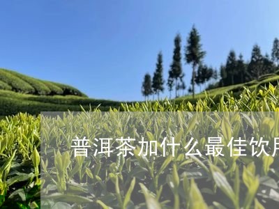 普洱茶加什么最佳饮用/2023120613939