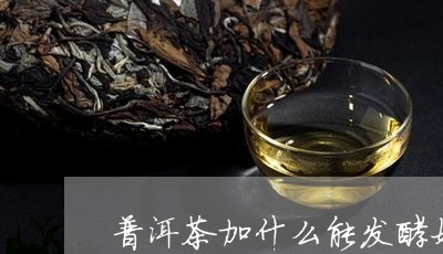 普洱茶加什么能发酵好一些/2023082928370