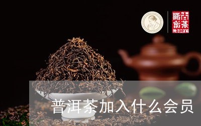 普洱茶加入什么会员/2023091431817