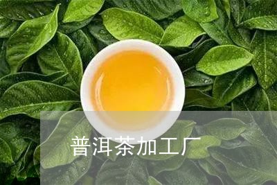 普洱茶加工厂/2023042979185