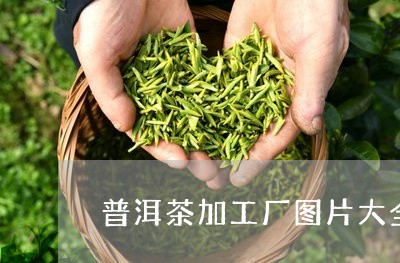 普洱茶加工厂图片大全/2023062141635