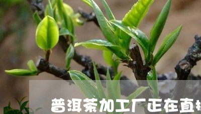 普洱茶加工厂正在直播/2023120600393