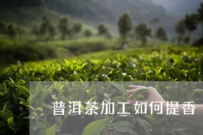 普洱茶加工如何提香/2023112625169