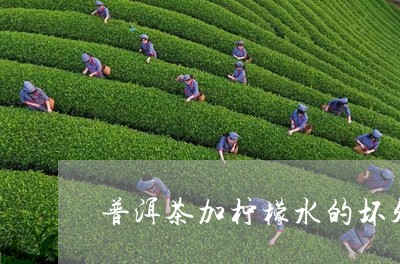 普洱茶加柠檬水的坏处/2023093013037