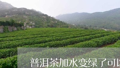 普洱茶加水变绿了可以喝吗/2023082971502