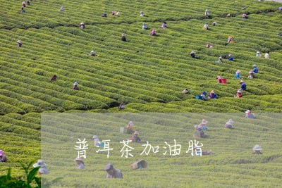 普洱茶加油脂/2023042857517