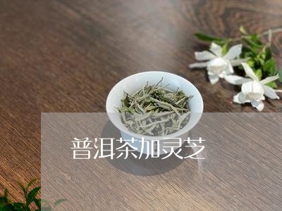 普洱茶加灵芝/2023042893886