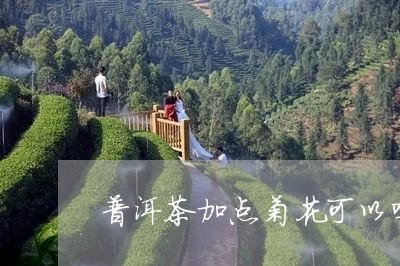 普洱茶加点菊花可以吗/2023062488381