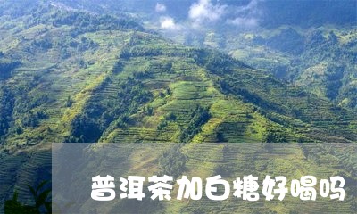 普洱茶加白糖好喝吗/2023120510383