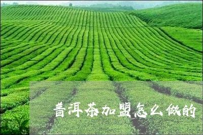 普洱茶加盟怎么做的/2023082957350