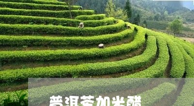 普洱茶加米醋/2023042678850