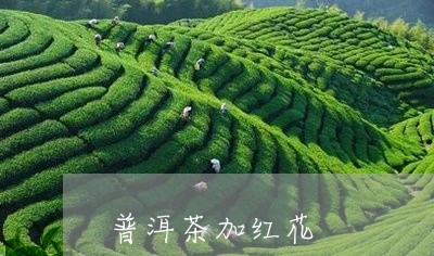 普洱茶加红花/2023042714107