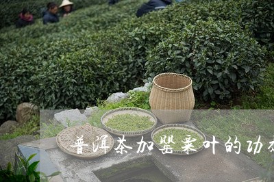 普洱茶加罂粟叶的功效与禁忌/2023110482826