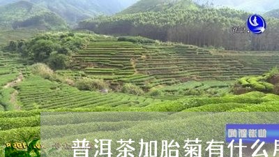 普洱茶加胎菊有什么用/2023061559471