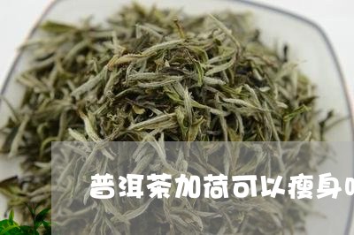 普洱茶加荷可以瘦身吗/2023093048279